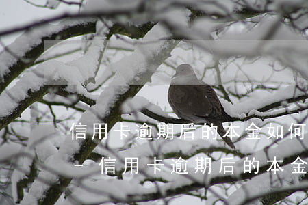 信用卡逾期后的本金如何確定計(jì)算-信用卡逾期后的本金如何確定計(jì)算利息