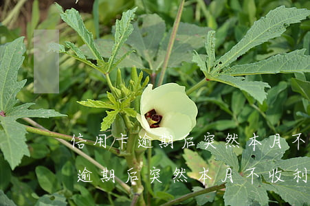 信用卡逾期后突然本月不收利息了-信用卡逾期后突然本月不收利息了怎么辦