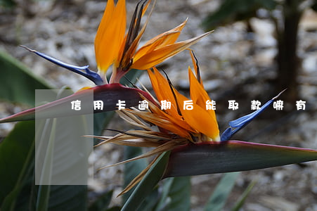 信用卡逾期后能取款嘛(有逾期能下信用卡嗎)