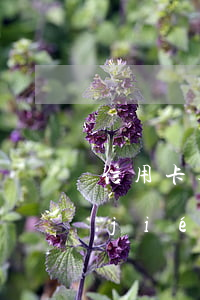 信用卡逾期后能解凍嗎-逾期多久會凍結(jié)信用卡