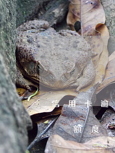 信用卡逾期后自動充減(信用卡逾期后自動充減額度)