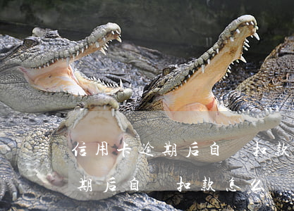 信用卡逾期后自動扣款怎么還房貸(信用卡逾期后自動扣款怎么還房貸了)