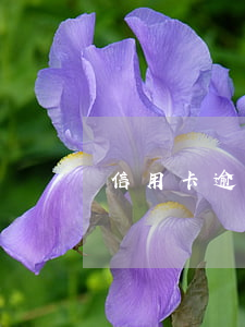 信用卡逾期后自動銷戶(信用卡逾期后自動銷戶)