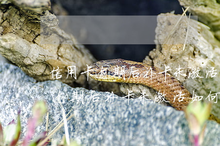 信用卡逾期后补卡未激活如何还款-信用卡逾期后补卡未激活如何还款呢