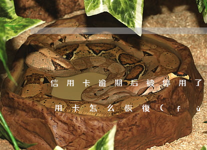 信用卡逾期后被停用了怎么辦(逾期停用的信用卡怎么恢復(fù))