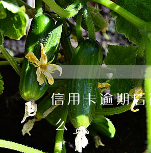 信用卡逾期后被止付 信用卡逾期后被止付怎么辦