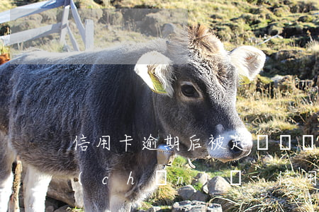信用卡逾期后被起訴會凍結(jié)資產(chǎn)嗎-信用卡逾期后被起訴會凍結(jié)資產(chǎn)嗎知乎
