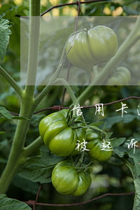 信用卡逾期后被起诉工商(因服刑信用卡逾期被起诉)