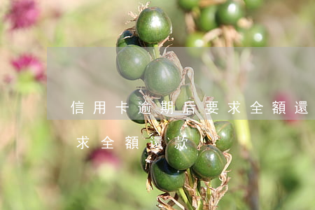 信用卡逾期后要求全額還款嗎-逾期以后要求全額還款