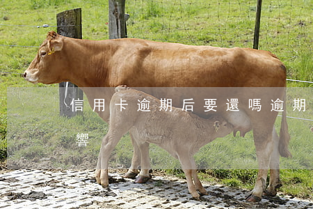 信用卡逾期后要還嗎(逾期還信用卡有什么影響)