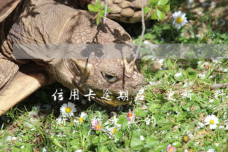信用卡逾期后讓更新資料(信用卡逾期后讓更新資料是真的嗎)