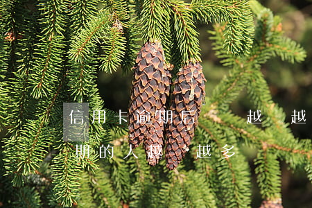 信用卡逾期后賬單越來越多(為什么信用卡逾期的人越來越多)