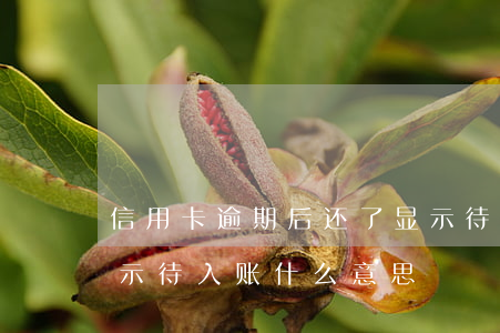 信用卡逾期后还了显示待入账-还信用卡显示待入账什么意思