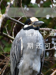 信用卡逾期后还可以办理分期吗-分期乐逾期还可以办理哪家银行信用卡