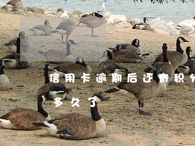 信用卡逾期后还有积分么 你们的信用卡逾期多久了