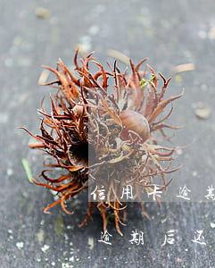 信用卡逾期后还清了还可以申请吗-信用卡逾期后还清了还可以申请吗怎么办