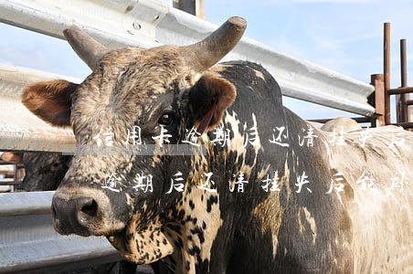 信用卡逾期后还清挂失后能补卡吗-信用卡逾期后还清挂失后能补卡吗