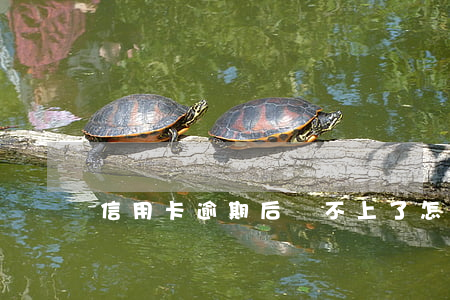 信用卡逾期后還不上了怎么辦