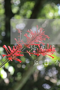 信用卡逾期后還不上有什么后果(信用卡逾期后還不上有什么后果嗎)
