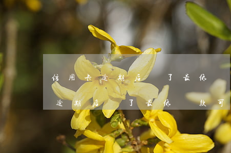 信用卡逾期后還了最低還款可以嗎-信用卡逾期后還了最低還款可以嗎怎么辦