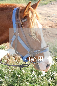 信用卡逾期后還款后失信被執(zhí)行人多久解除(失信人已還款后多長時間可以解除失信名單)