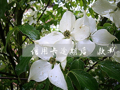 信用卡逾期后還款影響信用