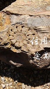 信用卡逾期后還款是本金還是利息-信用卡逾期后還款是本金還是利息啊