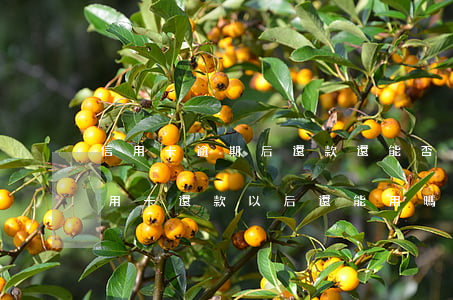 信用卡逾期后還款還能否使用嗎-逾期的信用卡還款以后還能用嗎