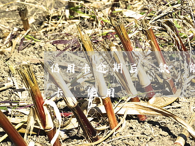 信用卡逾期后還款還能用不(逾期還款后信用卡還能用嗎)