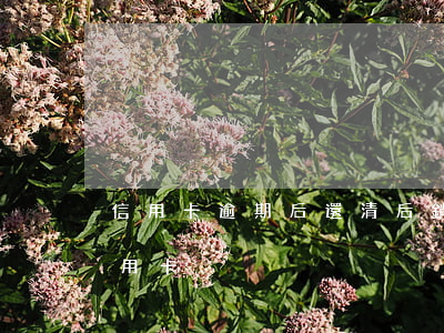信用卡逾期后還清后銷卡(逾期還款后注銷信用卡)