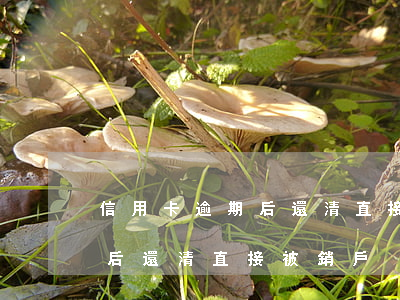 信用卡逾期后還清直接被銷戶-信用卡逾期后還清直接被銷戶