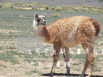 信用卡逾期后還清自動注銷(逾期還清的信用卡怎么處理)