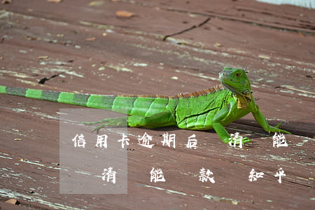 信用卡逾期后還清還能貸款嗎(信用卡逾期后還清還能貸款嗎知乎)