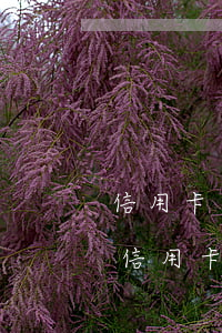 信用卡逾期后還清馬上注銷(逾期還款后注銷信用卡)
