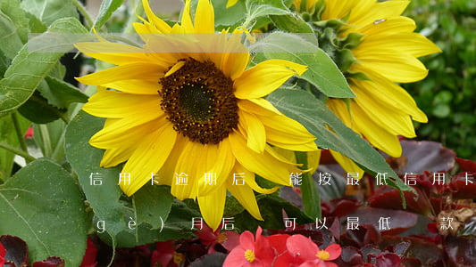 信用卡逾期后還能按最低(信用卡逾期一個(gè)月后還可以最低還款嗎)