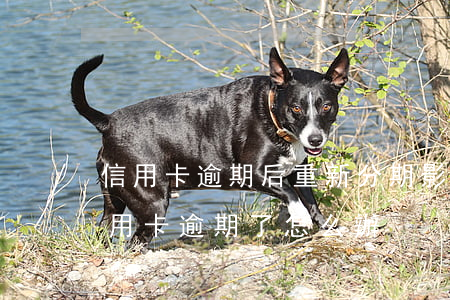 信用卡逾期后重新分期影響征信嗎(分期的信用卡逾期了怎么辦)