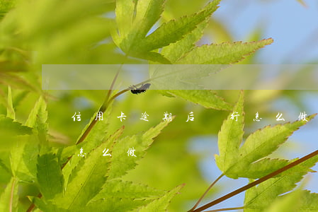 信用卡逾期后銀行怎么做(信用卡逾期后銀行怎么做)