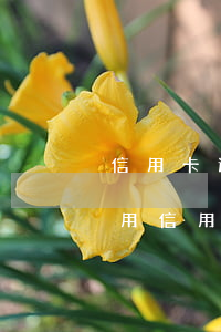 信用卡逾期后面把年費(fèi)交了還能用 信用卡逾期后面把年費(fèi)交了還能用不