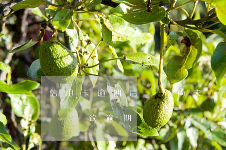 信用卡逾期后顯示尚未開通賬單(沒有收到賬單導致逾期)