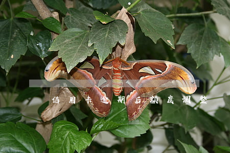 信用卡逾期后额度调整