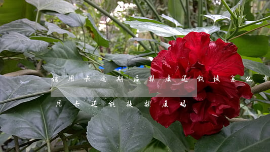 信用卡逾期后额度还能恢复么(有过逾期的信用卡还能提额度吗)