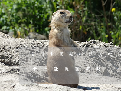 信用卡逾期后额度还能用吗(有过逾期的信用卡还能提额度吗)