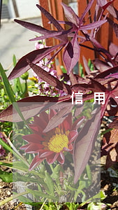 信用卡逾期后高危行為