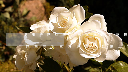 信用卡逾期向第三方透露欠款信息-信用卡逾期向第三方透露欠款信息怎么辦