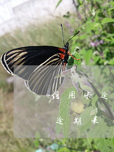 信用卡逾期呆賬怎么辦理二次分期-信用卡逾期呆賬怎么辦理二次分期還款