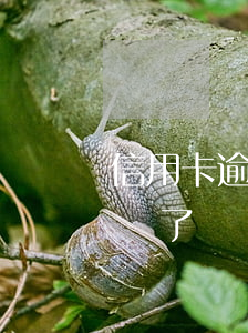 信用卡逾期呆賬怎么還(欠銀行信用卡變成呆賬了)