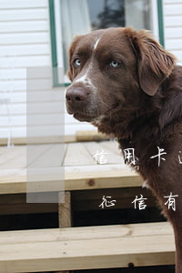 信用卡逾期呆賬有利息嗎(信用卡逾期已還,但征信有呆賬會(huì)消除嗎)