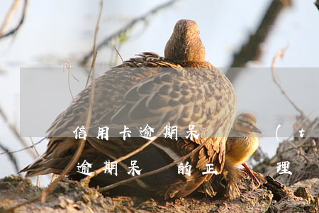 信用卡逾期呆賬狀態(tài)怎么辦(征信逾期呆賬的正確處理)