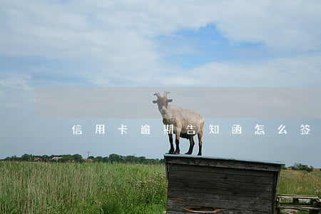 信用卡逾期告知函怎么签署(信用卡 逾期 通知)