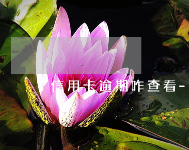 信用卡逾期咋查看-信用卡逾期咋查看進度